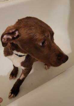 Mira -  Labrador Retriever and Pit Bull Terrier Dog for Adoption in Pottstown, Pennsylvania - Mira | PetCurious