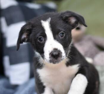 Winston -  Australian Cattle Dog Blue Heeler Dog for Adoption in Sioux City, Iowa - Winston | PetCurious
