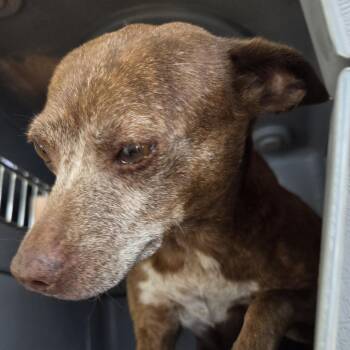 Barbie -  Mixed Breed Dog for Adoption in Leander, Texas - Barbie | PetCurious