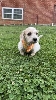 Terrier Dogs Available for Adoption in Knoxville, Tennessee - Magnolia | PetCurious