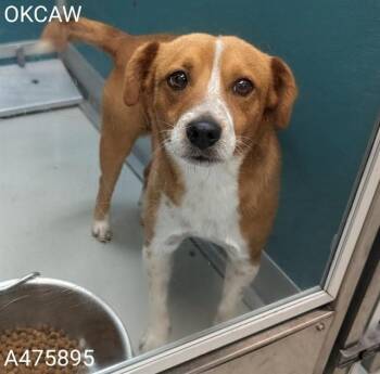 A475895 -  Terrier and Beagle Dog for Adoption in Oklahoma City, Oklahoma - A475895 | PetCurious