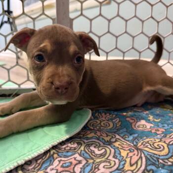 Spud -  Pit Bull Terrier and Mixed Breed Dog for Adoption in Avon, Ohio - Spud | PetCurious
