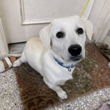 Nori -  Basset Hound and Labrador Retriever Dog for Adoption in New York, New York - Nori | PetCurious