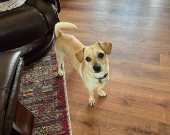 Puck -  Chihuahua and Pug Dog Available for Adoption in Pinedale, Wyoming - Puck | PetCurious