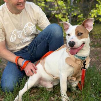 Basset Hound Dogs Available for Adoption in Waterford, New Jersey - CALLOWAY | PetCurious