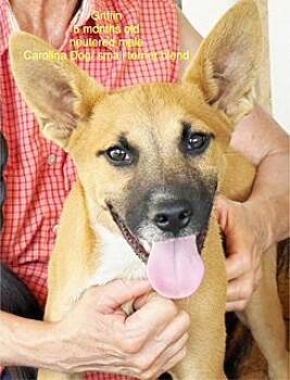 Rescue Shiba Inu and Carolina Dog Dogs for Adoption in Poway, California - Griff-Griff | PetCurious