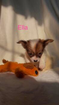 Ella - Not at shelter -  Chihuahua and Pomeranian Dog for Adoption in Rustburg, Virginia - Ella - Not At Shelter | PetCurious