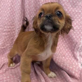 Meg -  Pekingese and Mixed Breed Dog for Adoption in San Antonio, Texas - Meg | PetCurious