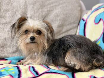 Yorkshire Terrier Dogs Available for Adoption in La Feria, Texas - Squeak | PetCurious
