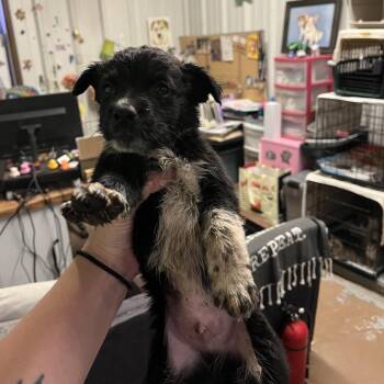 Sprout -  Border Collie and Mixed Breed Dog for Adoption in Stephenville, Texas - Sprout | PetCurious