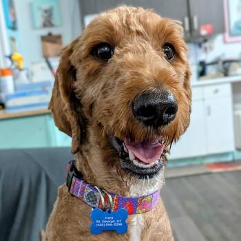 Laney -  Goldendoodle Dog Available for Adoption in St. George, Utah - Laney | PetCurious