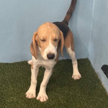 CAH6 5174 aka Leonardo -  Beagle Dog for Adoption in Loxahatchee Groves, Florida - CAH6 5174 Aka Leonardo | PetCurious