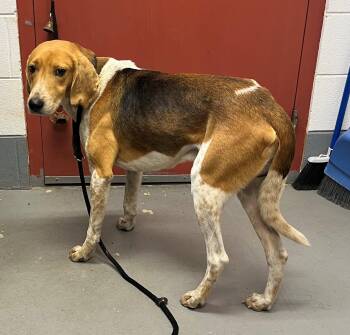 Rescue American Foxhound Dogs for Adoption in Charlottesville, Virginia - Pssum.  3 Years Old 40 Pounds Houndy Boy.  Great Medium Sized | PetCurious