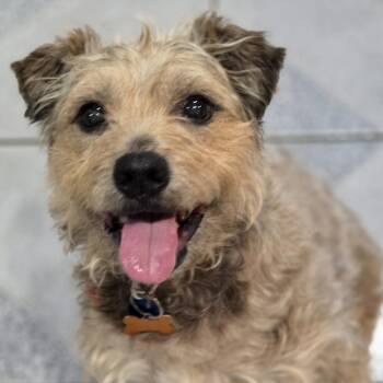 Kent -  Terrier Dog for Adoption in Normal, Illinois - Kent | PetCurious