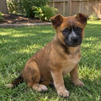 Monica -  German Shepherd Dog and Australian Cattle Dog Blue Heeler Dog for Adoption in Fort Worth, Texas - Monica | PetCurious