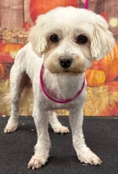 Rocky -  Maltese Dog for Adoption in Westminster, Maryland - Rocky | PetCurious