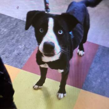 Peanut Bread -  Mixed Breed Dog for Adoption in Philadelphia, Pennsylvania - Peanut Bread | PetCurious