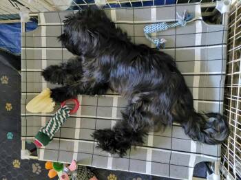 Atticus -  Shih Tzu Dog for Adoption in Spring, Texas - Atticus | PetCurious