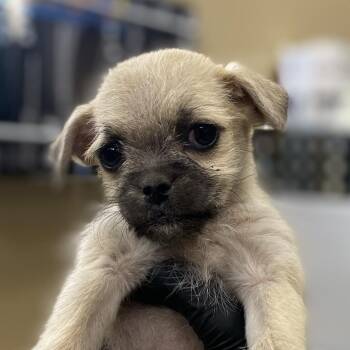 Pug and Terrier Dogs Available for Adoption - Dreams | PetCurious