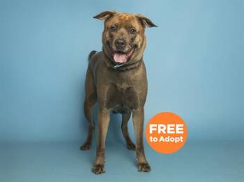 German Shepherd Dog and Mixed Breed Dogs Available for Adoption in Phoenix, Arizona - LEGACY | PetCurious