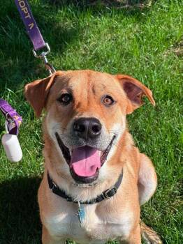 Mr. Belvedere -  Labrador Retriever Dog for Adoption in Wayne, New Jersey - Mr. Belvedere | PetCurious
