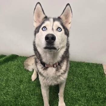 Rocky -  Husky Dog for Adoption in Columbia, Missouri - Rocky | PetCurious
