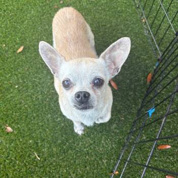 Rescue Chihuahua Dogs for Adoption in Loxahatchee Groves, Florida - Frederick | PetCurious