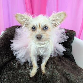Yorkshire Terrier and Shih Tzu Dogs Available for Adoption in Round Rock, Texas - Little Bit | PetCurious