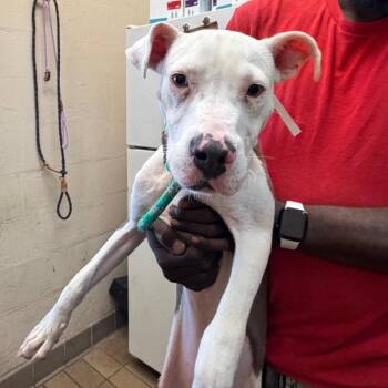 Stanley -  Pit Bull Terrier Dog for Adoption in Birmingham, Alabama - Stanley | PetCurious