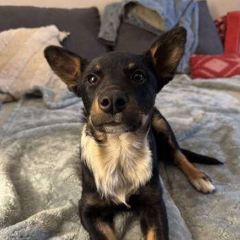 Rescue Cattle Dog Dogs for Adoption in Torrey, Utah - Tommy | PetCurious