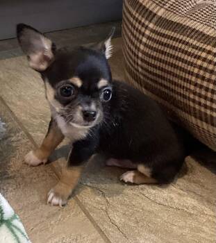Dior -  Chihuahua Dog for Adoption in Toronto, Ontario - Dior | PetCurious