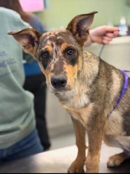 Catahoula Leopard Dog Dogs Available for Adoption in Blountville, Tennessee - Owlette | PetCurious