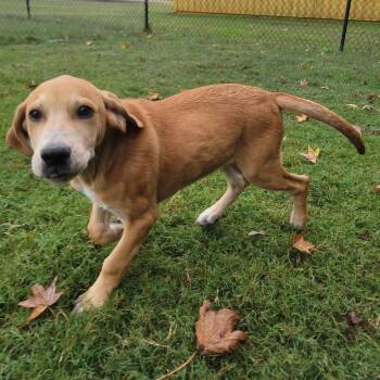 Rescue Hound and Labrador Retriever Dogs for Adoption in Cabot, Arkansas - (Found) Nutty Buddy | PetCurious