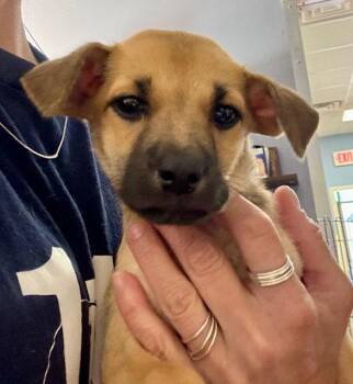 Juniper -  Labrador Retriever Dog for Adoption in Jefferson, New Jersey - Juniper | PetCurious