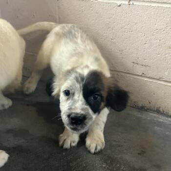 Mixed Breed Dogs Available for Adoption in Volcano, Hawaii - Biscuit (COH-A-66927) | PetCurious