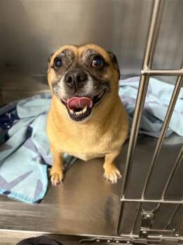 Mixed Breed Dogs Available for Adoption in West Chester, Pennsylvania - VIENNA | PetCurious