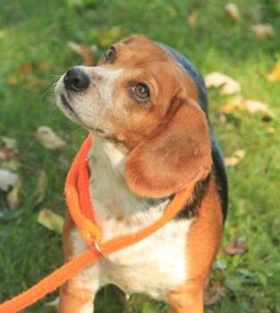Edith -  Beagle Dog for Adoption - Edith | PetCurious