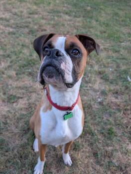 Boxer Dogs Available for Adoption in Amory, Mississippi - Pretzel | PetCurious