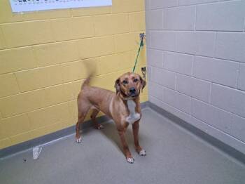 Redbone Coonhound and Mixed Breed Dogs Available for Adoption - BUDDY | PetCurious