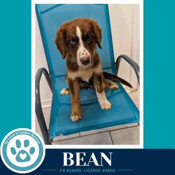 Bean (Aussie Posse) 071826 -  Australian Shepherd and Poodle Dog for Adoption in Kimberton, Pennsylvania - Bean (Aussie Posse) 071826 | PetCurious