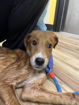 Dumbledore -  Mixed Breed Dog for Adoption in Raleigh, North Carolina - Dumbledore | PetCurious