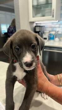 Rescue Hound Dogs for Adoption in Pinellas Park, Florida - Bobby | PetCurious