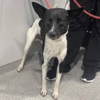 Limon -  Terrier Dog for Adoption in Tampa, Florida - Limon | PetCurious