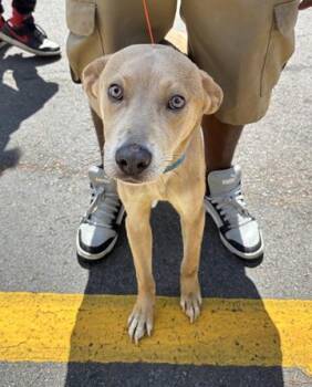 Max -  Mixed Breed Dog for Adoption in Nashville, Tennessee - Max | PetCurious