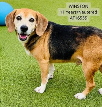 Winston -  Beagle Dog for Adoption - Winston | PetCurious