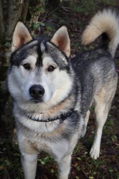 Rescue Husky Dogs for Adoption in Columbia, Tennessee - Tedi | PetCurious