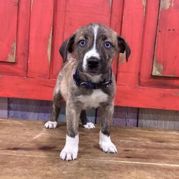 Mixed Breed Dogs Available for Adoption in Midland, Texas - FWT Elle | PetCurious