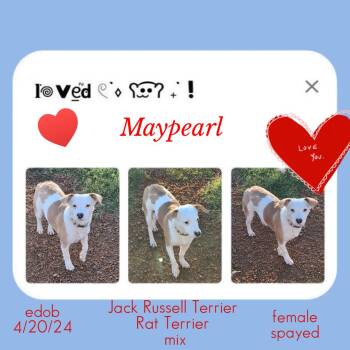 Maypearl BR14370-T -  Jack Russell Terrier and Rat Terrier Dog for Adoption in Missouri City, Texas - Maypearl BR14370-T | PetCurious