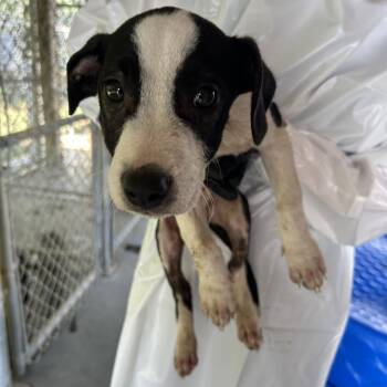 (Found) Raven -  Pit Bull Terrier and Mixed Breed Dog for Adoption in Cabot, Arkansas - (Found) Raven | PetCurious