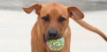 Pork Chop -  Pit Bull Terrier Dog for Adoption in Oswego, Illinois - Pork Chop | PetCurious